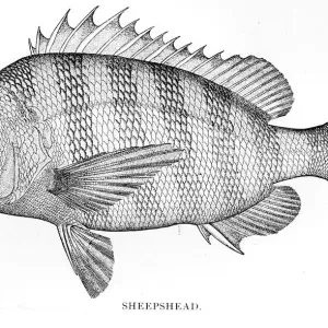 Sheepshead engraving 1898 Sheepshead engraving 1898