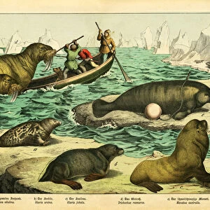 A sheet of antique chromo-lithograph with with walruses, seals and sea lions