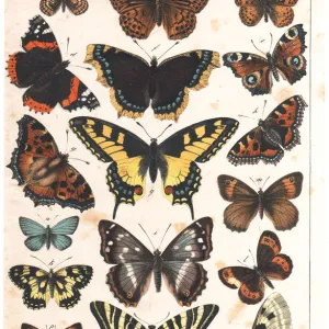 A sheet of very rare watercolor Victorian lithography depicting butterflies