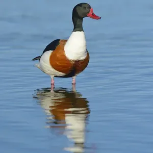 Shelduck Print - Alert Male Drake Shelduck Print - Alert Male Drake