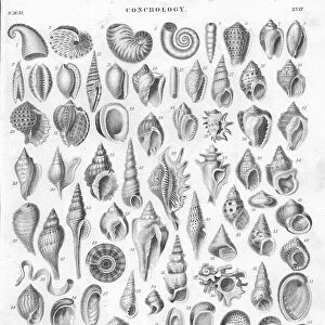 Shells old litho print form 1852
