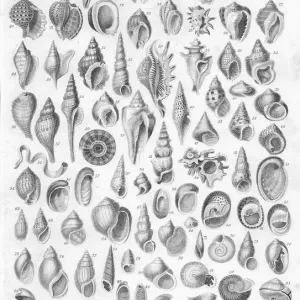 Antique Shell Lithographic Print from 1852