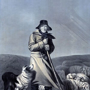Shepherd with His Sheep and Dog