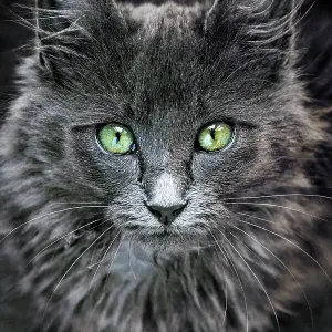 She's got the look She's got the look
