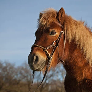 Shetland pony, chestnut gelding, bitless bridle