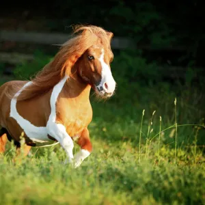 Shetland Pony, skewbald horse, galloping across a meadow