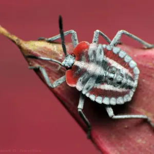 Shield bug nymph Shield bug nymph