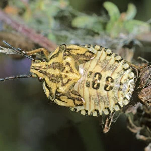 Shield Bug species (Carpocoris purpureipennis), larva, Leptokaria, Greece, Europe