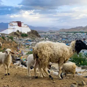 Shigatse Dzong Print: Little Potala Fortress