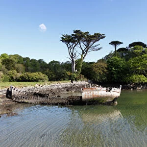 Shipwreck, Bere Haven Harbour, Dunboy near Castletownbere, Beara Peninsula, County Cork, Ireland, British Isles, Europe