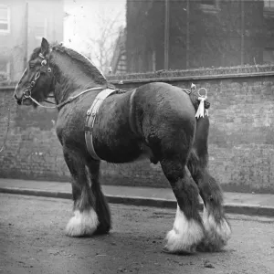 Shire Horse