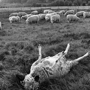 Sheep Sheared on its Back, Dorchester Print Sheep Sheared on its Back, Dorchester Print