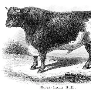 Short-horn bull engraving 1873