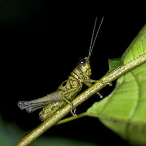 Short-horned grasshopper -Caelifera spec. -, Tiputini rainforest, Yasuni National Park, Ecuador, South America