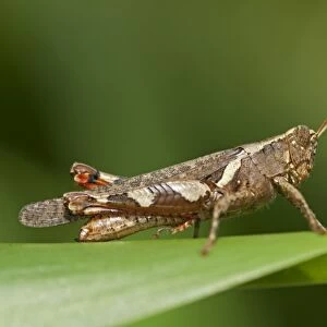 Short-horned Grasshopper -Xenocatantops humilis-, Thailand, Asia