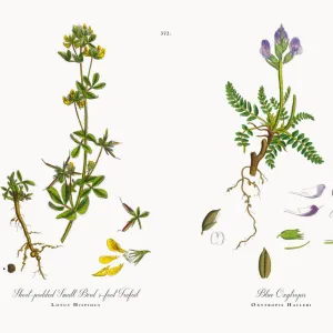 Short-podded Small Birdas-foot Trefoil, Lotus Hispidus, Victorian Botanical Illustration, 1863