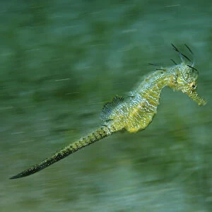 Short-snouted Seahorse -Hippocampus hippocampus-, Black Sea, Crimea, Russia