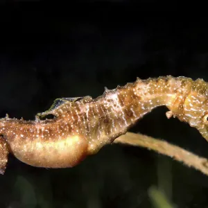 Short-snouted Seahorse -Hippocampus hippocampus-, male with eggs, Black Sea, Crimea, Ukraine Short-snouted Seahorse -Hippocampus hippocampus-, male with eggs, Black Sea, Crimea, Ukraine