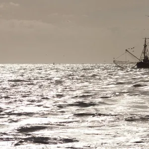 Shrimp boat with gulls off the North Sea coast with backlighting, Buesum, Schleswig-Holstein, Germany, Europe