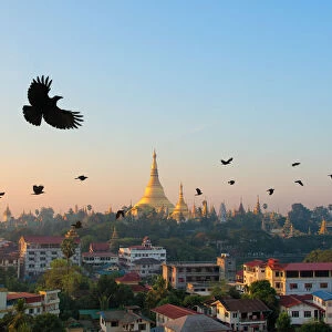 Shwedagon Pagoda and flying crows in the morning, Yangon, Myanmar