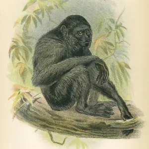 1894 Siamang Gibbon Print 1894 Siamang Gibbon Print