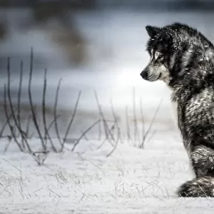 Siberian husky in snow