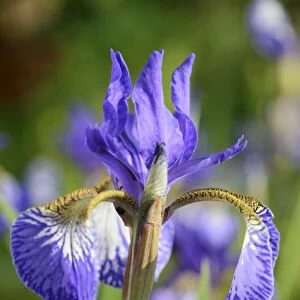 Siberian Iris -Iris sibirica-, flowering