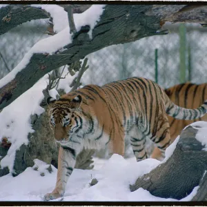 Images Dated 1986 February: 13 Feb 1986