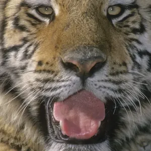 Siberian Tiger Portrait Print Siberian Tiger Portrait Print