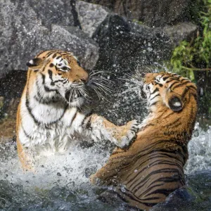 Two Siberian tigresses fighting Two Siberian tigresses fighting