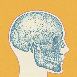 Sideview of Skull