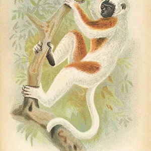 Sifaka lemur primate 1894