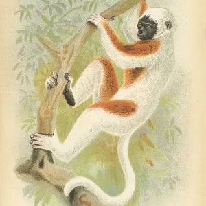 Sifaka Lemur Print 1894 Sifaka Lemur Print 1894