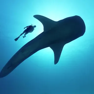 Sihouette of diver with Whale shark (Rhincodon typus) from below