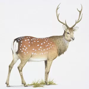 Sika, Cervus nippon. a deer with white spots on its back