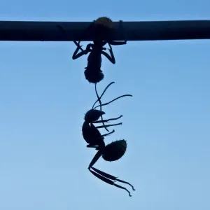 Silhouette Ants Print