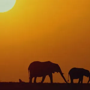 African Elephant Silhouette Print at Sunset