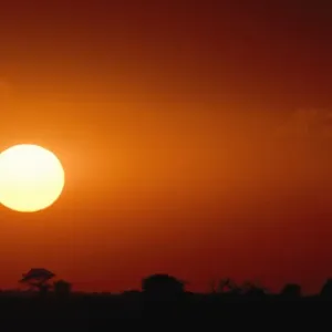Silhouette of an African Landscape Under a Dramatic Sunset Silhouette of an African Landscape Under a Dramatic Sunset