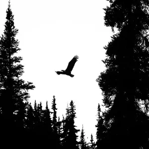 Silhouette of a Bald eagle (Haliaeetus leucocephalus) flying through the tree tops