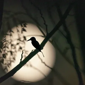 Silhouette Bird On Twig Against Full Moon At Night
