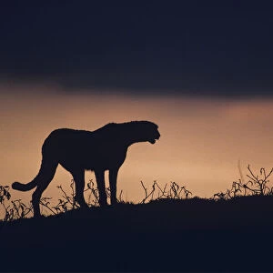 Silhouette of cheetah (Acinonyx jubatus) standing on savannah, Kenya
