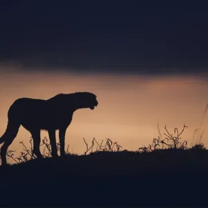 Silhouette of cheetah (Acinonyx jubatus) standing on savannah, Kenya Silhouette of cheetah (Acinonyx jubatus) standing on savannah, Kenya