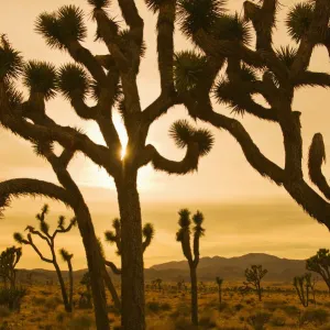 silhouette, desert, scenics, sunset, joshua tree, sunlight, landscape, remote, travel silhouette, desert, scenics, sunset, joshua tree, sunlight, landscape, remote, travel
