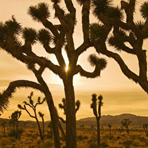 silhouette, desert, scenics, sunset, joshua tree, sunlight, landscape, remote, travel