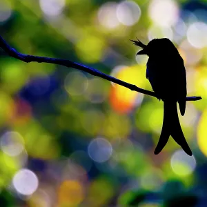 Silhouette of a Drongo at Dusk
