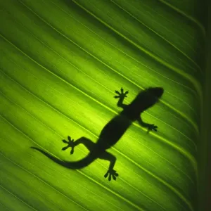 Silhouette of Gecko Print on Banana Leaf Paper Silhouette of Gecko Print on Banana Leaf Paper
