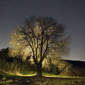 Silhouette of a great tree in winter in the night