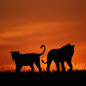 Masai Mara Dawn Lions Print