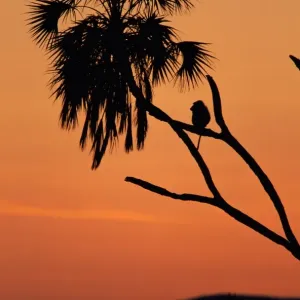 Silhouette of lone chacma baboon (Papio ursinus) in palm tree Silhouette of lone chacma baboon (Papio ursinus) in palm tree
