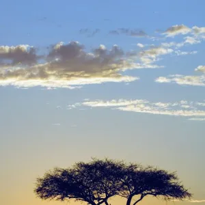 Silhouette of a Lone Tree at Sunrise- Flat-top or umbrella acacia (Acacia tortilis)